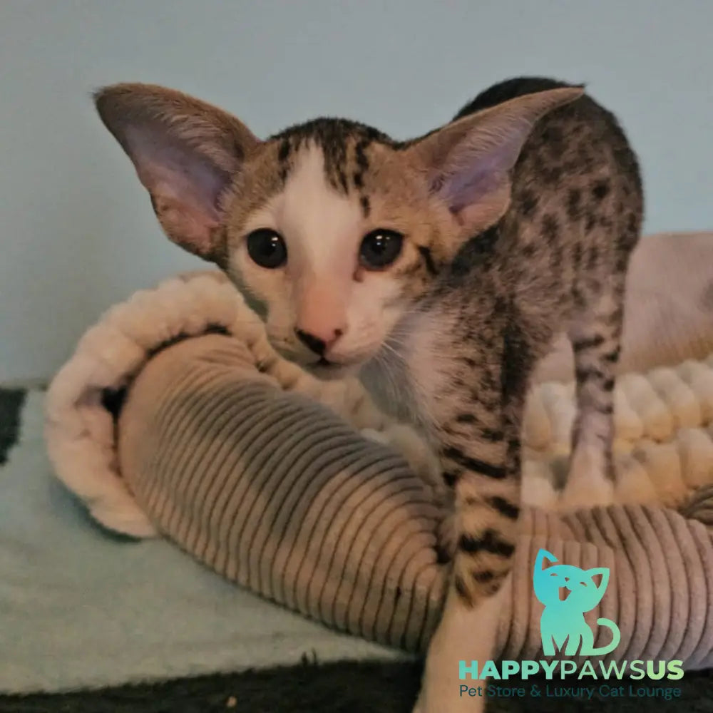 Vicki Oriental Shorthair female black bicolour spotted tabby - live animals