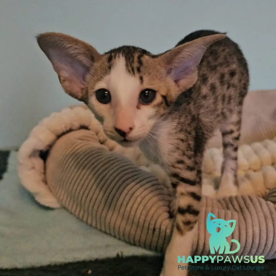 Vicki Oriental Shorthair female black bicolour spotted tabby - live animals