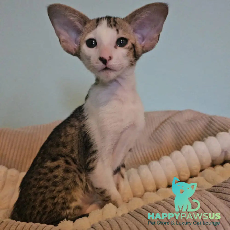 Vicki Oriental Shorthair female black bicolour spotted tabby - live animals
