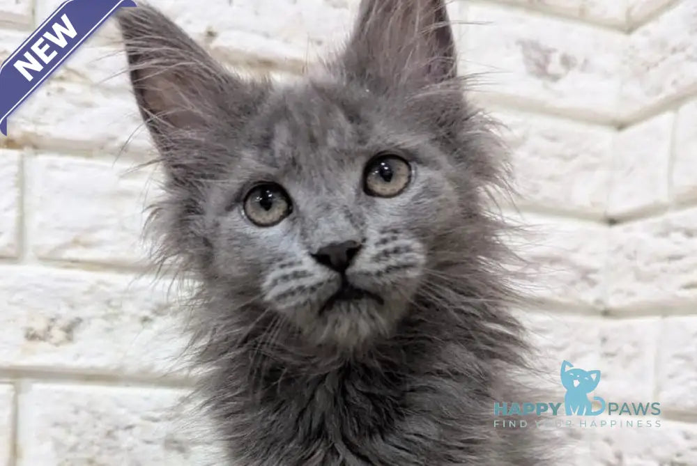 Vicky Maine Coon female blue live animals