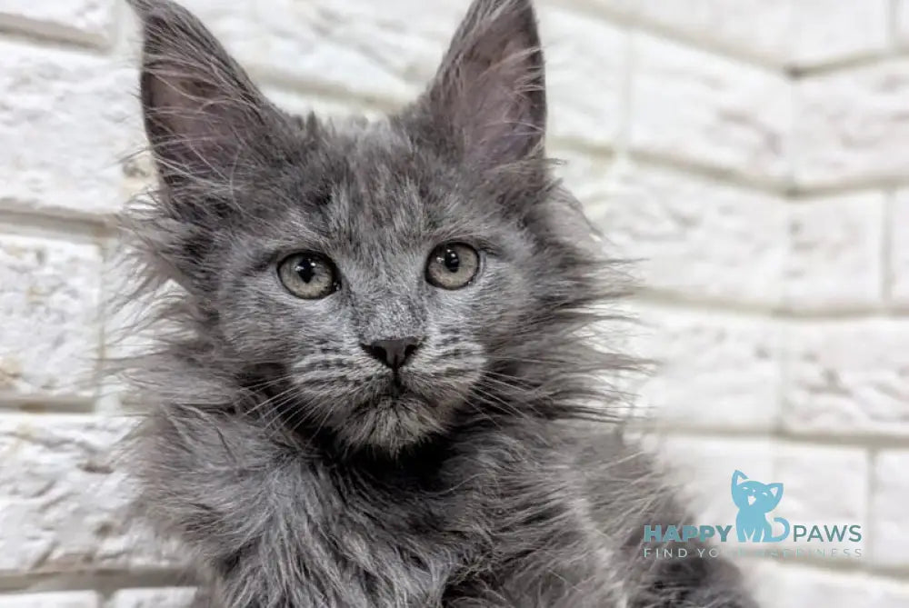 Vicky Maine Coon female blue live animals