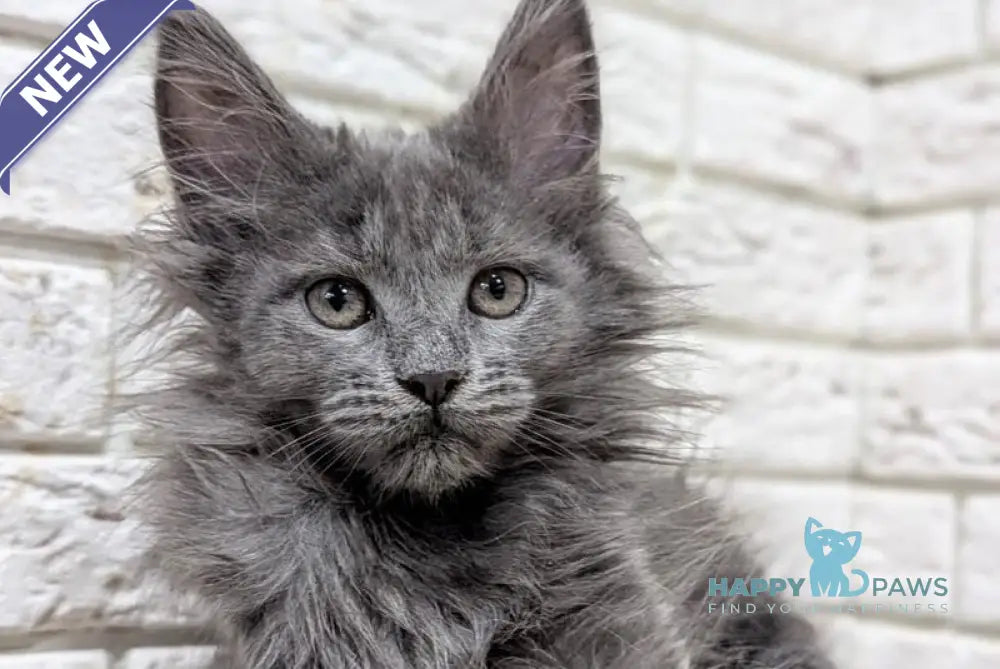 Vicky Maine Coon female blue live animals
