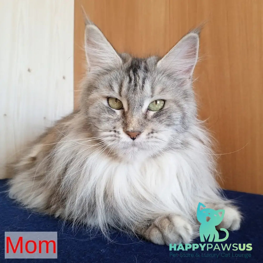 Vicky Maine Coon female blue tortie silver tabby - live animals