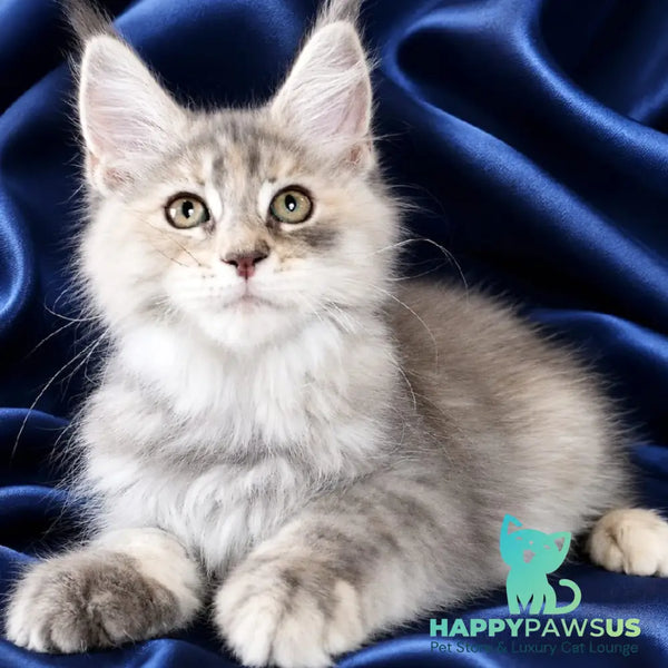 Vicky Maine Coon female blue tortie silver tabby - live animals