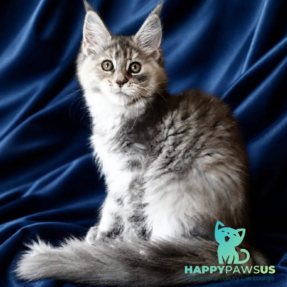 Vicky Maine Coon female blue tortie silver tabby - live animals