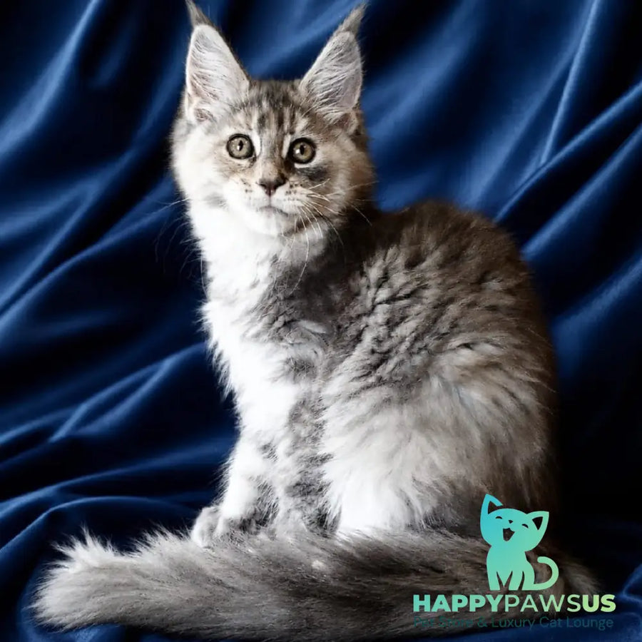 Vicky Maine Coon female blue tortie silver tabby - live animals