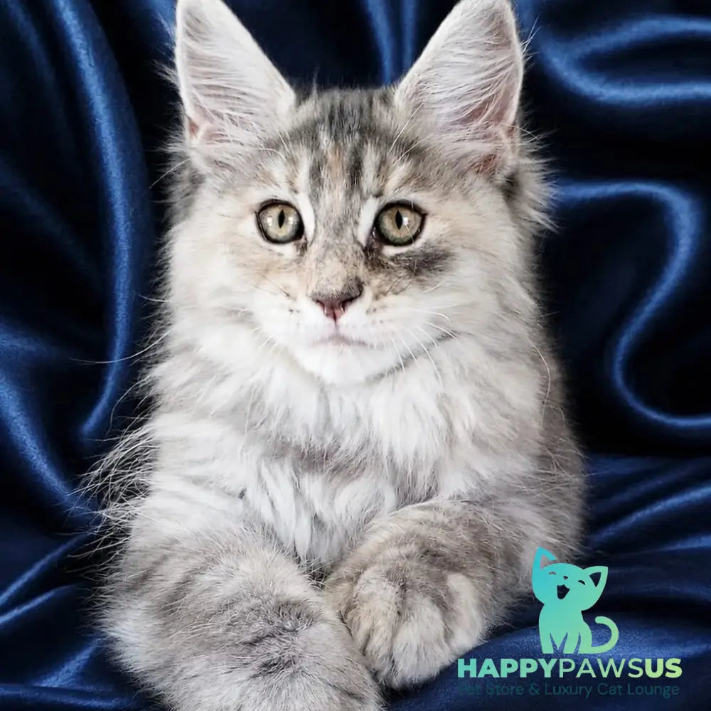 Vicky Maine Coon female blue tortie silver tabby - live animals