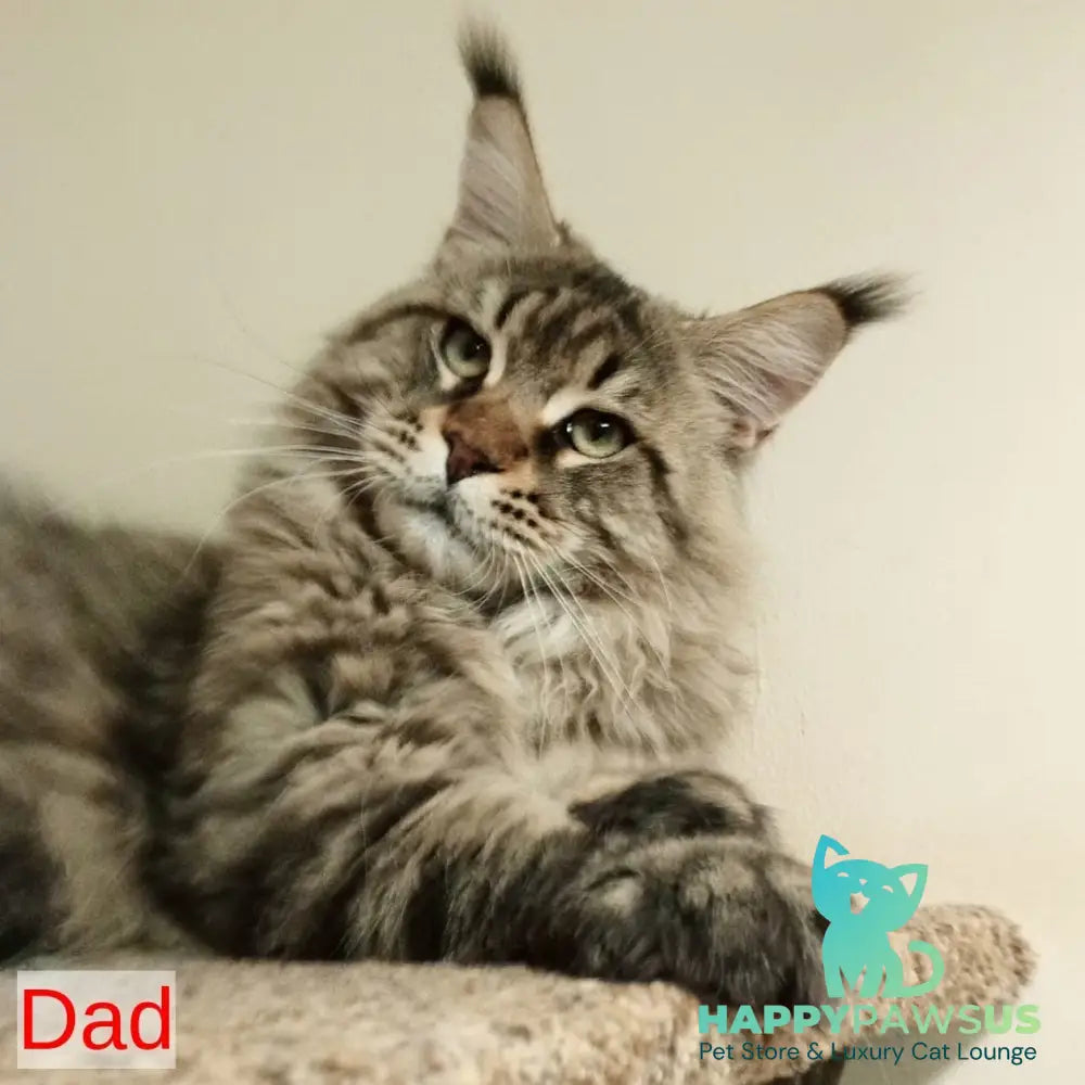 Vicky Maine Coon female blue tortie silver tabby - live animals