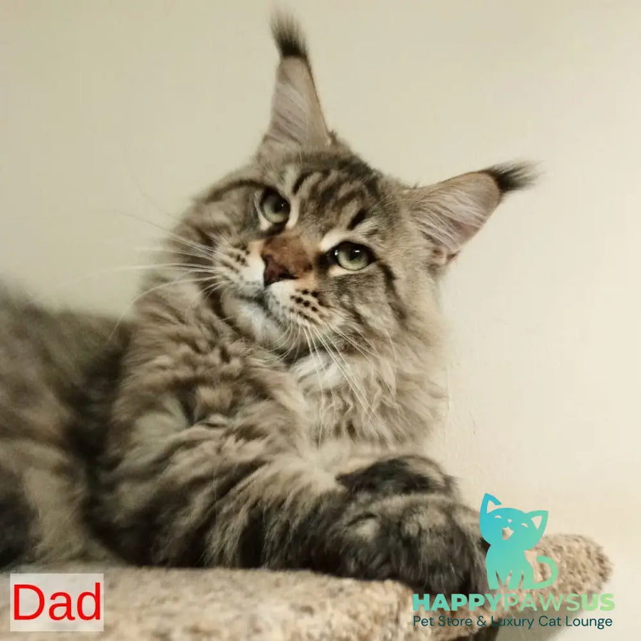 Vicky Maine Coon female blue tortie silver tabby - live animals