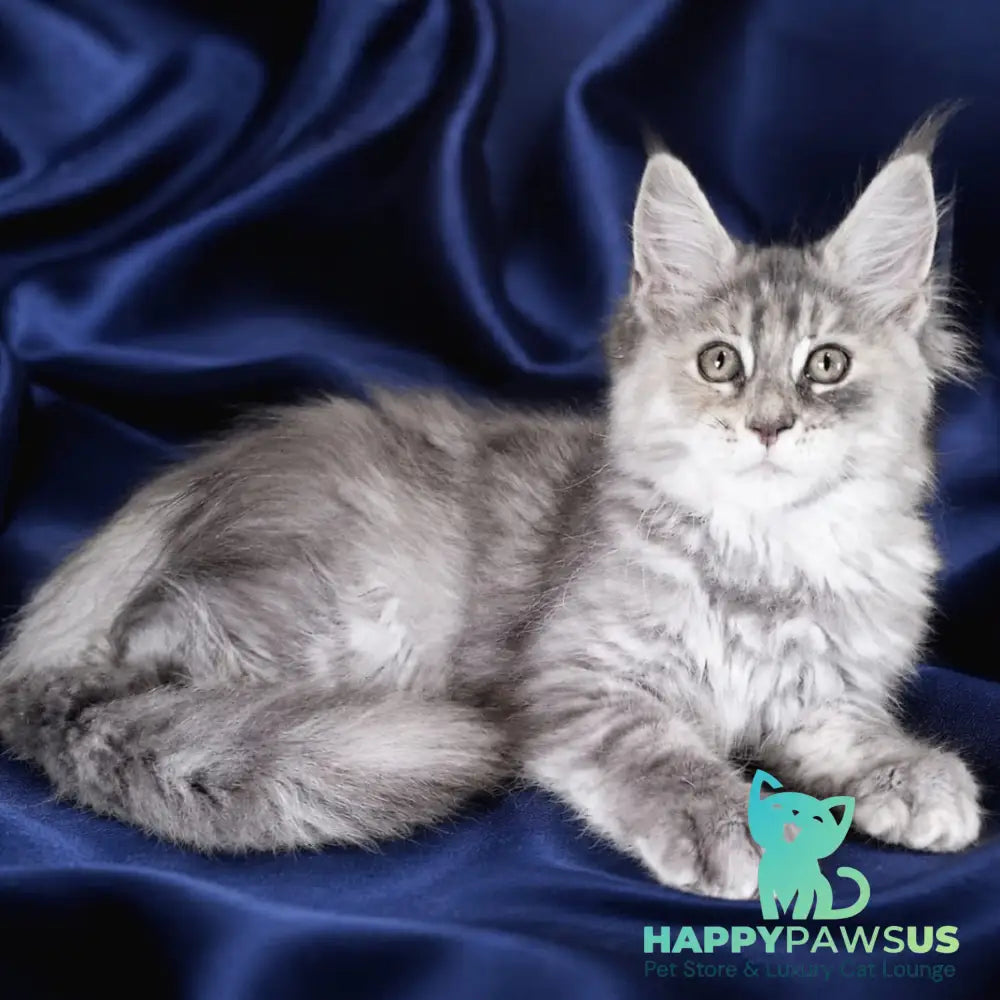 Vicky Maine Coon female blue tortie silver tabby - live animals