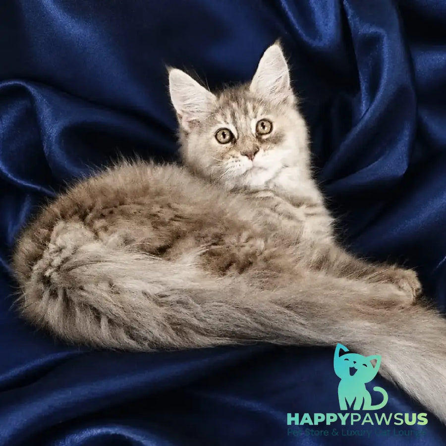 Vicky Maine Coon female blue tortie silver tabby - live animals