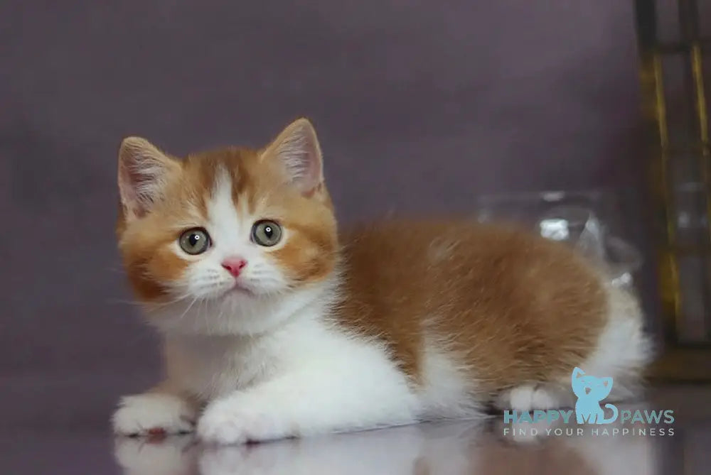 Victor British Shorthair male cinnamon ticked tabby bicolour live animals