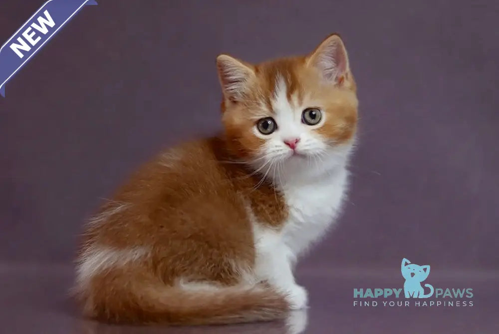 Victor British Shorthair male cinnamon ticked tabby bicolour live animals