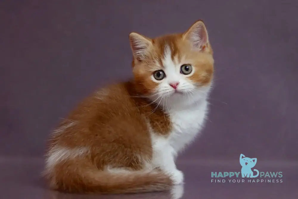 Victor British Shorthair male cinnamon ticked tabby bicolour live animals