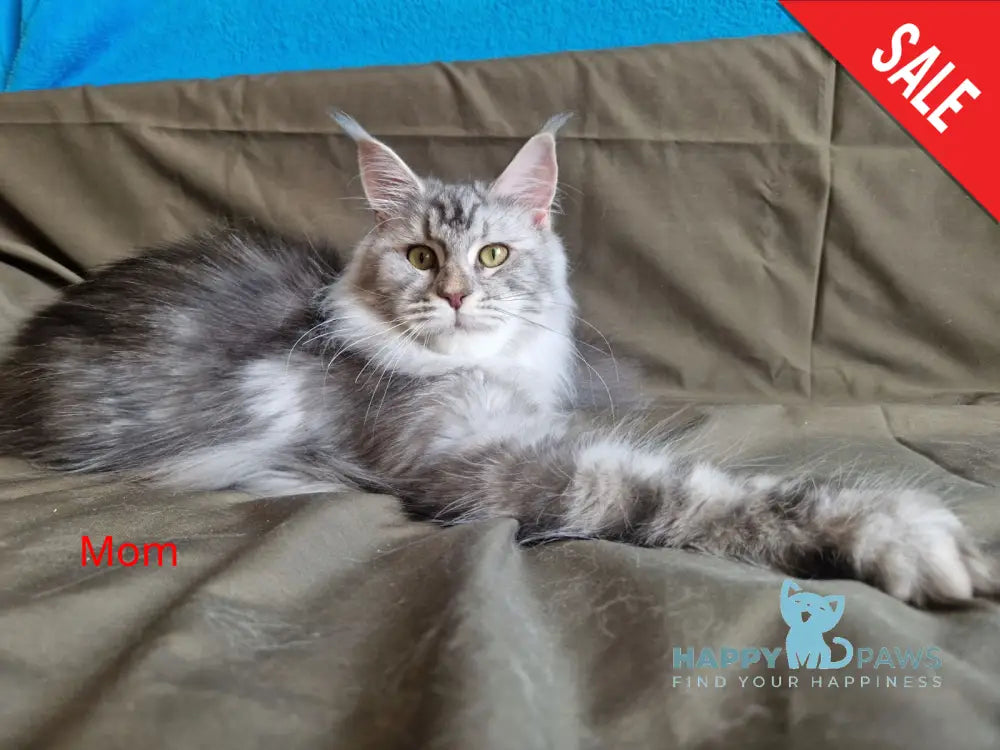 Victor Maine Coon female black tabby live animals