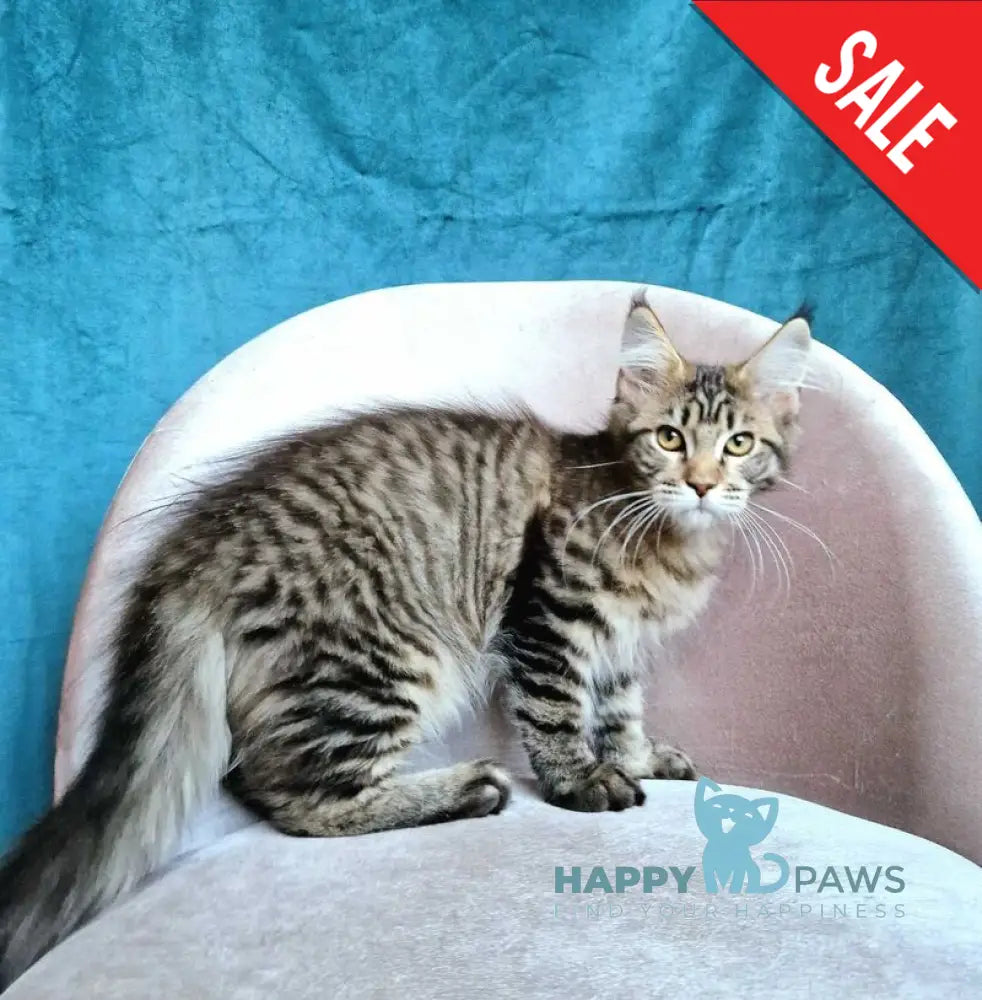 Victor Maine Coon female black tabby live animals