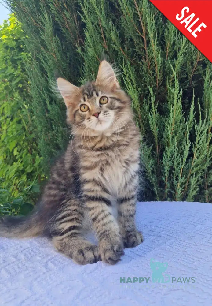 Victor Maine Coon female black tabby live animals