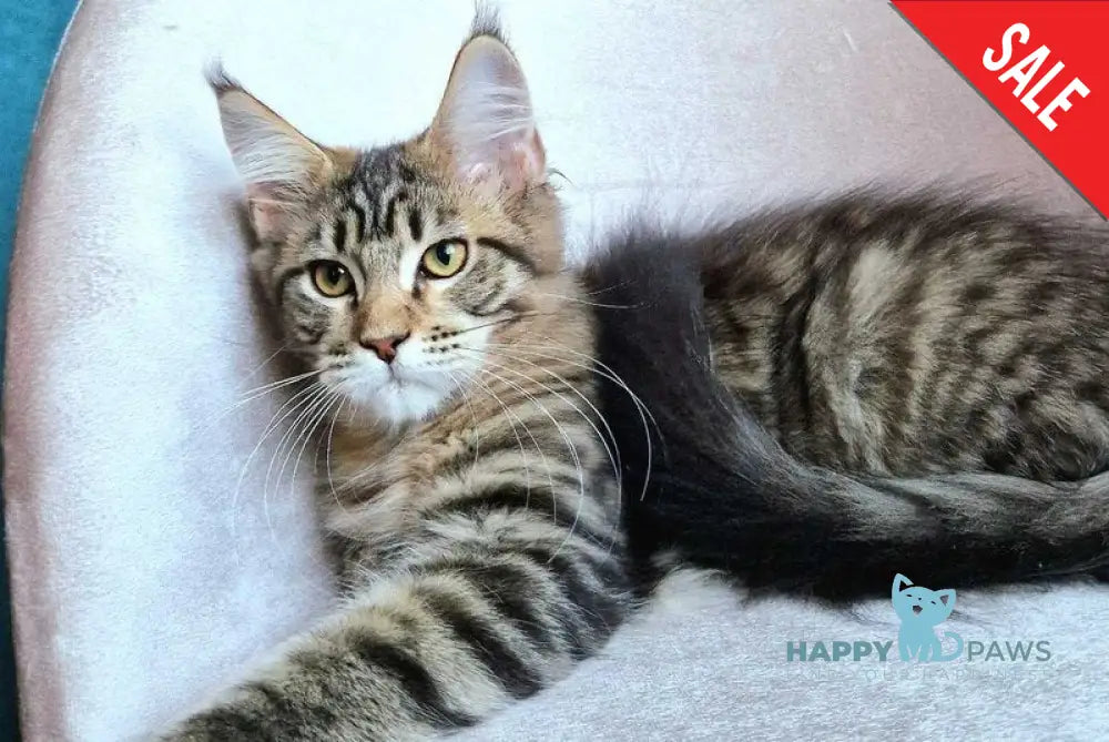 Victor Maine Coon female black tabby live animals