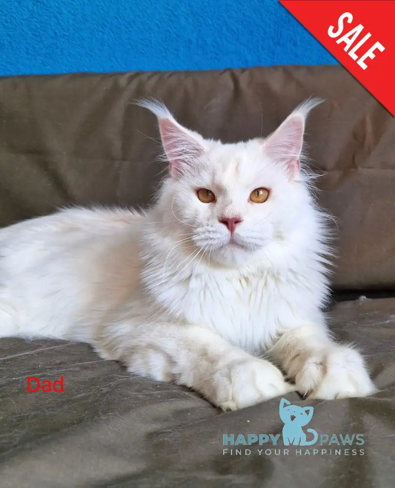 Victor Maine Coon female black tabby live animals