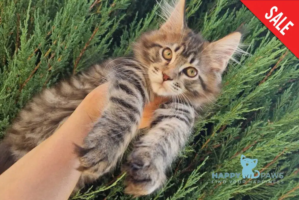Victor Maine Coon female black tabby live animals