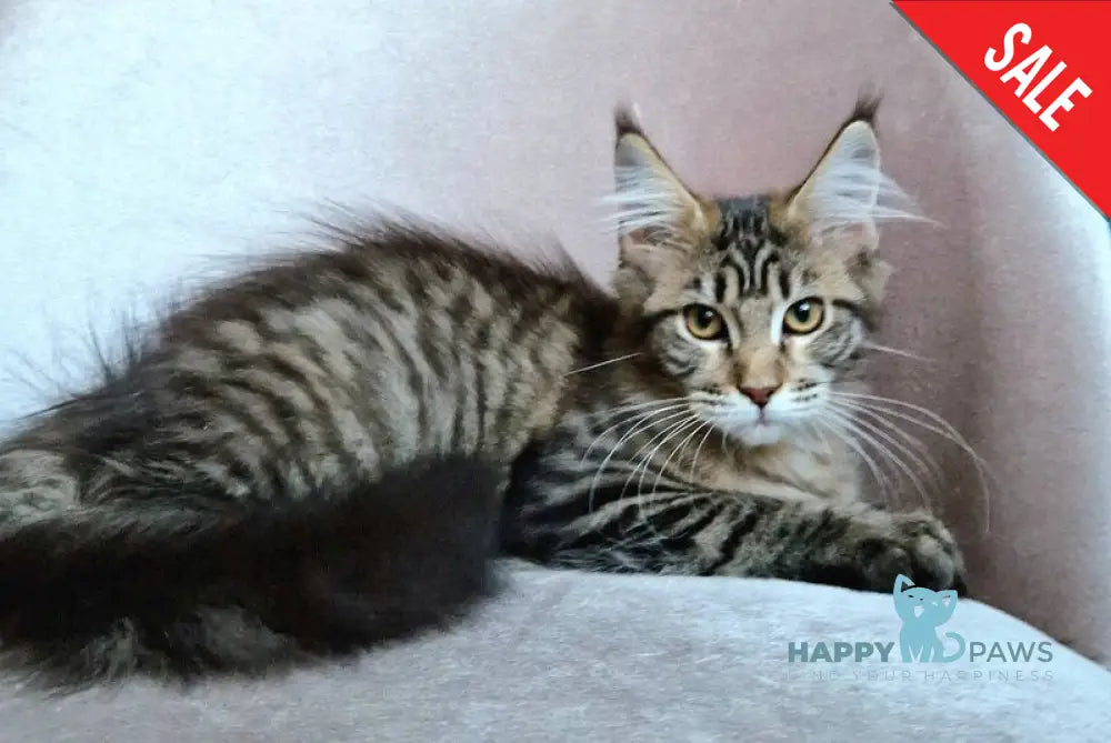 Victor Maine Coon female black tabby live animals