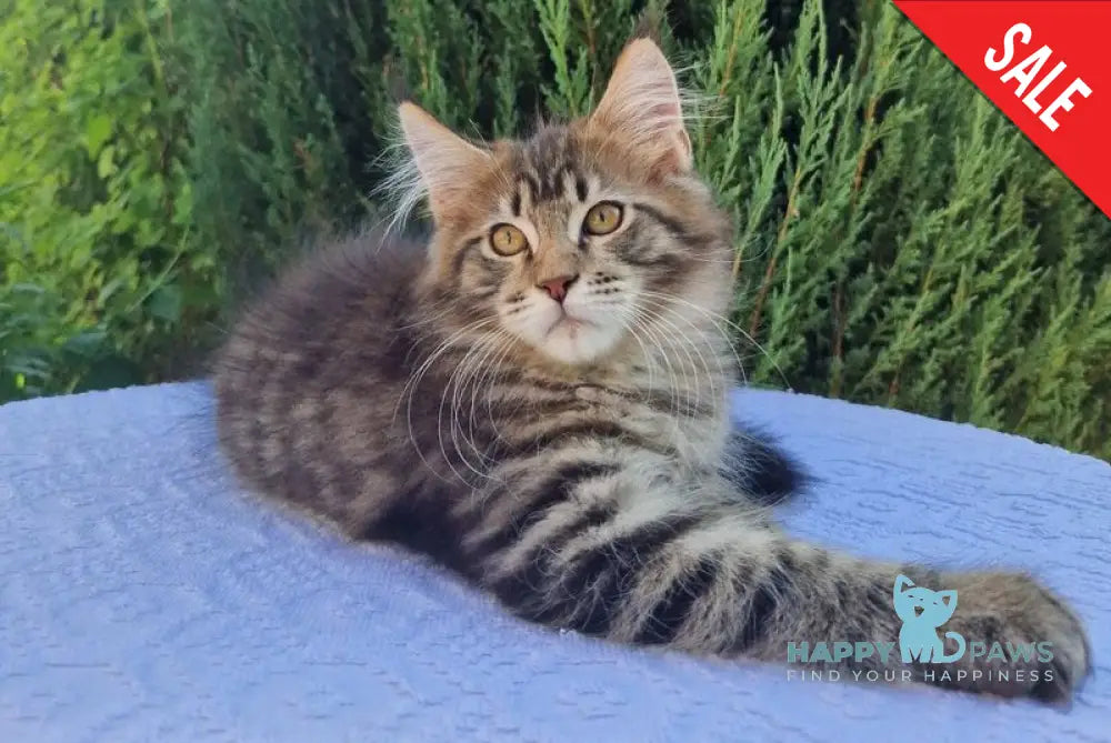 Victor Maine Coon female black tabby live animals