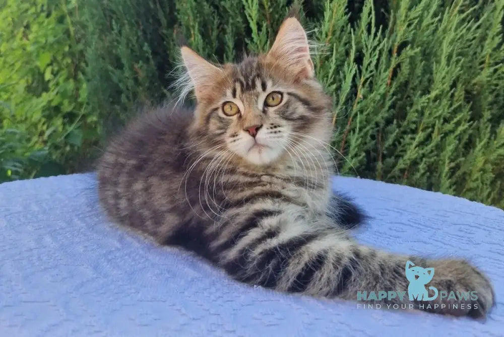 Victor Maine Coon female black tabby live animals
