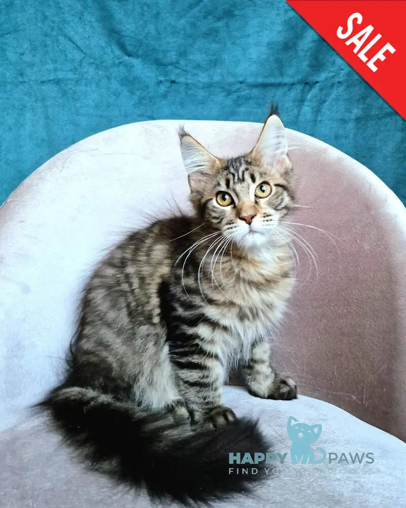 Victor Maine Coon female black tabby live animals