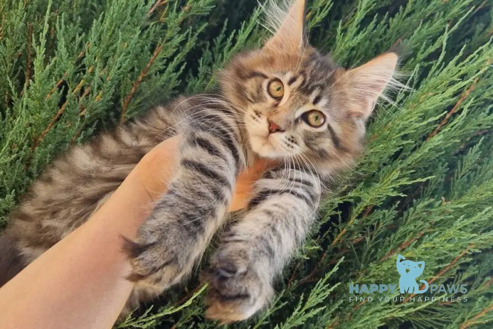 Victor Maine Coon female black tabby live animals