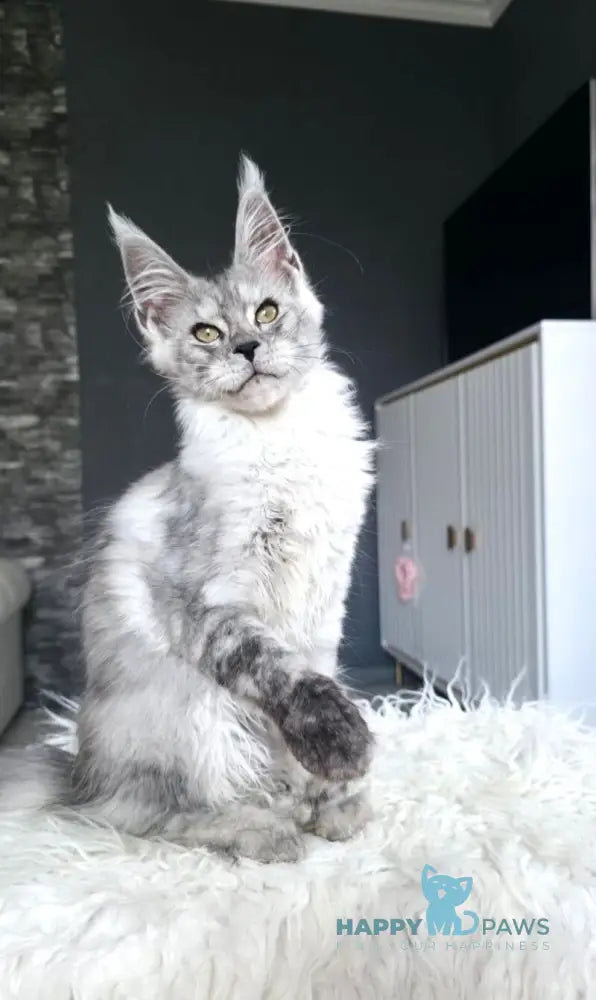 Victor Maine Coon male black silver live animals