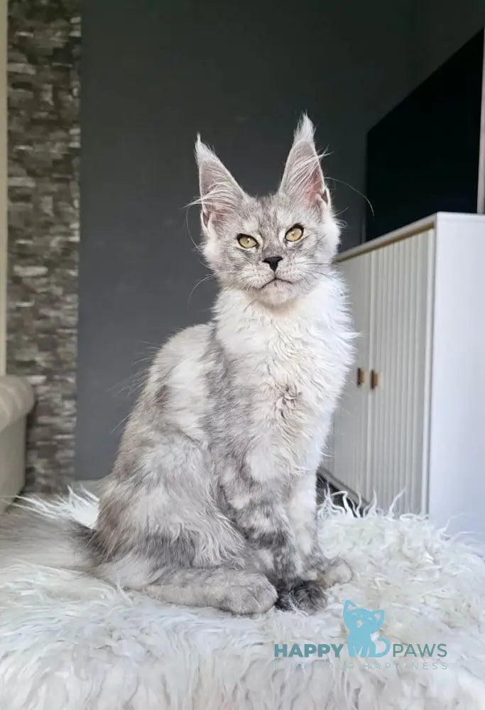 Victor Maine Coon male black silver live animals