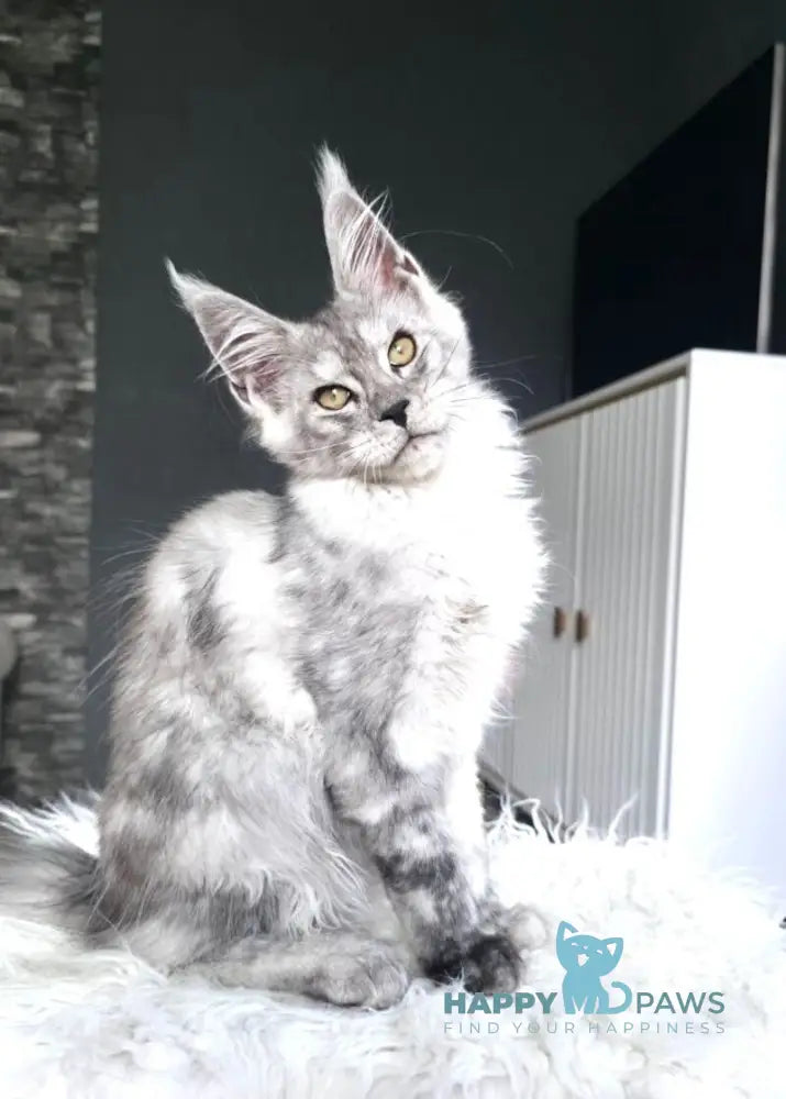 Victor Maine Coon male black silver live animals