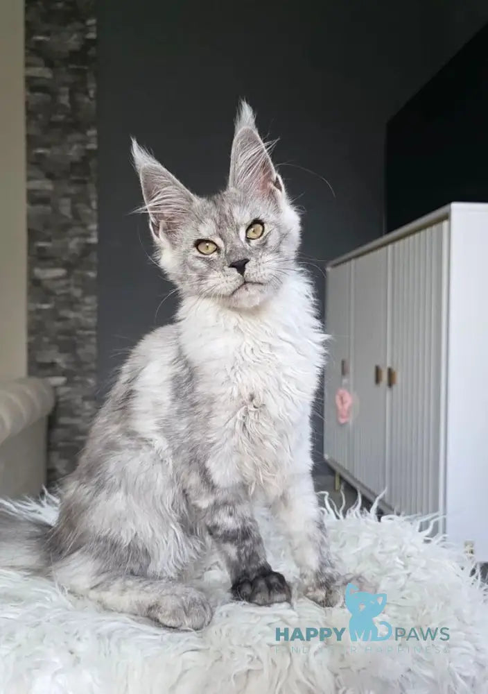 Victor Maine Coon male black silver live animals