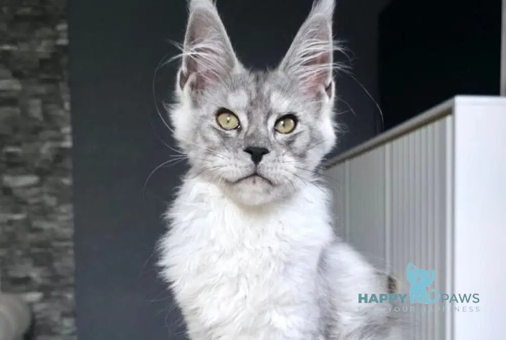 Victor Maine Coon male black silver live animals