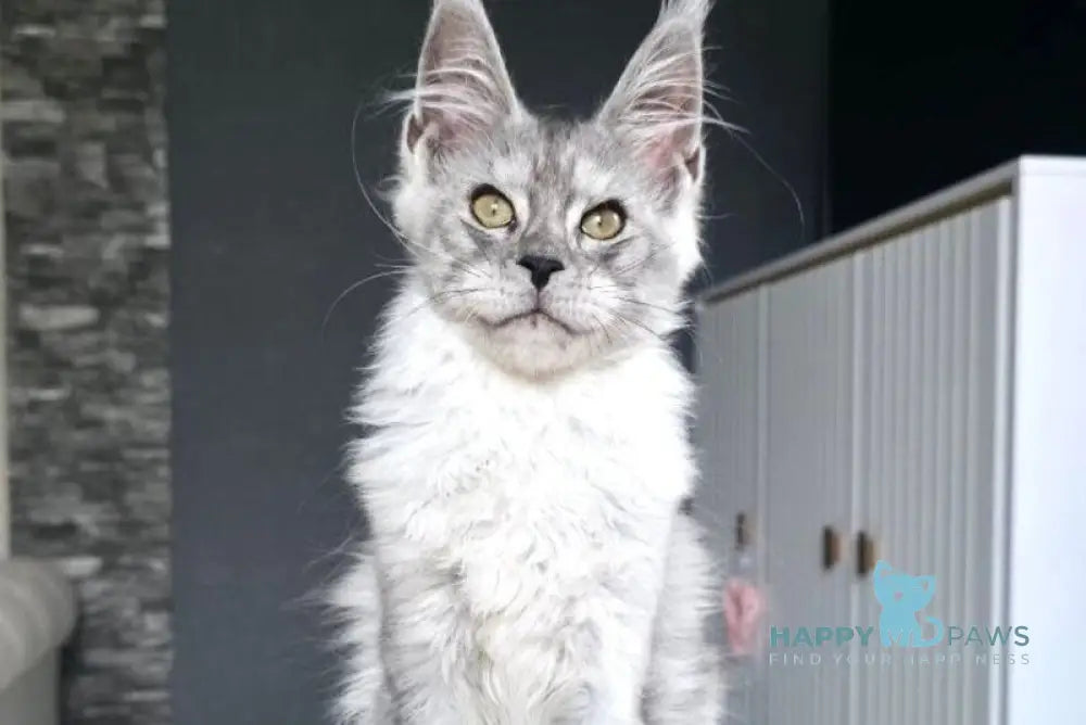Victor Maine Coon male black silver live animals