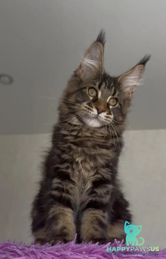 Victor Maine Coon male black tabby - live animals