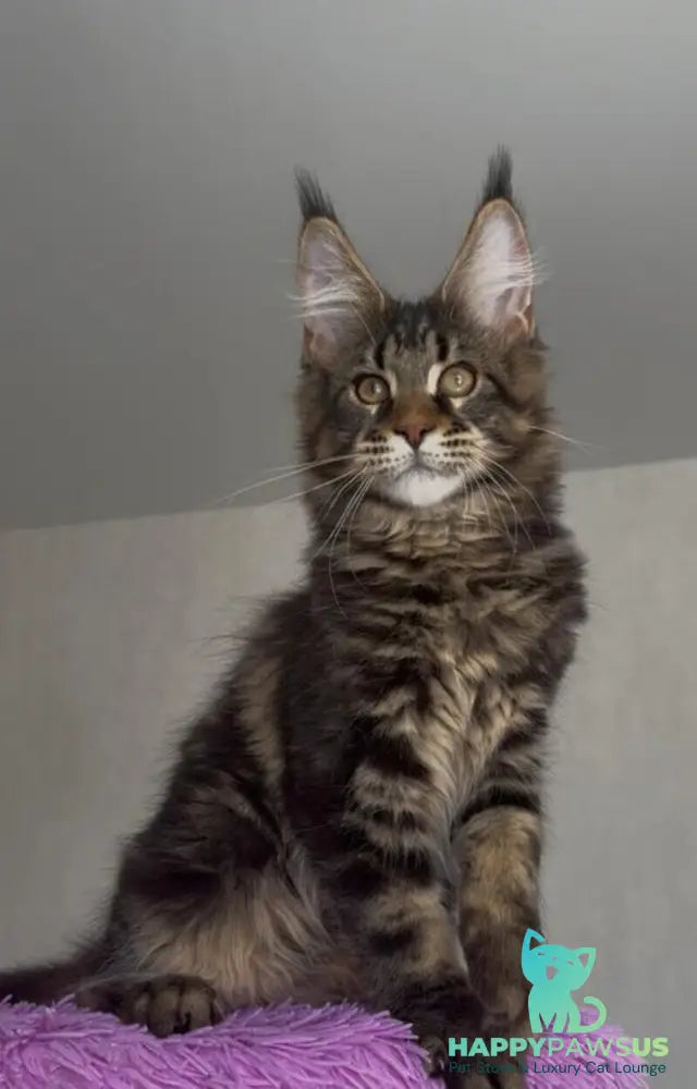 Victor Maine Coon male black tabby - live animals