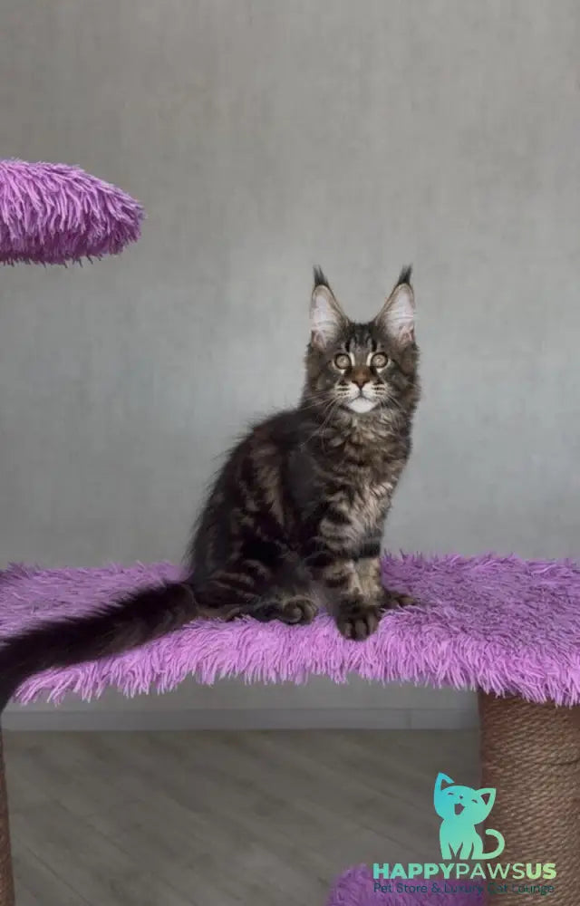 Victor Maine Coon male black tabby - live animals