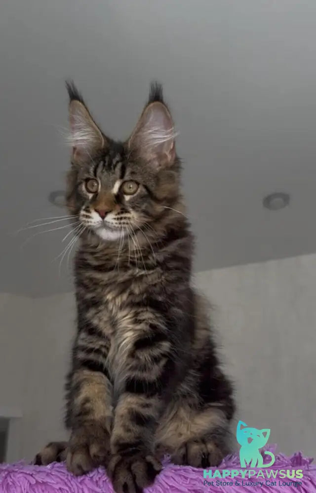 Victor Maine Coon male black tabby - live animals