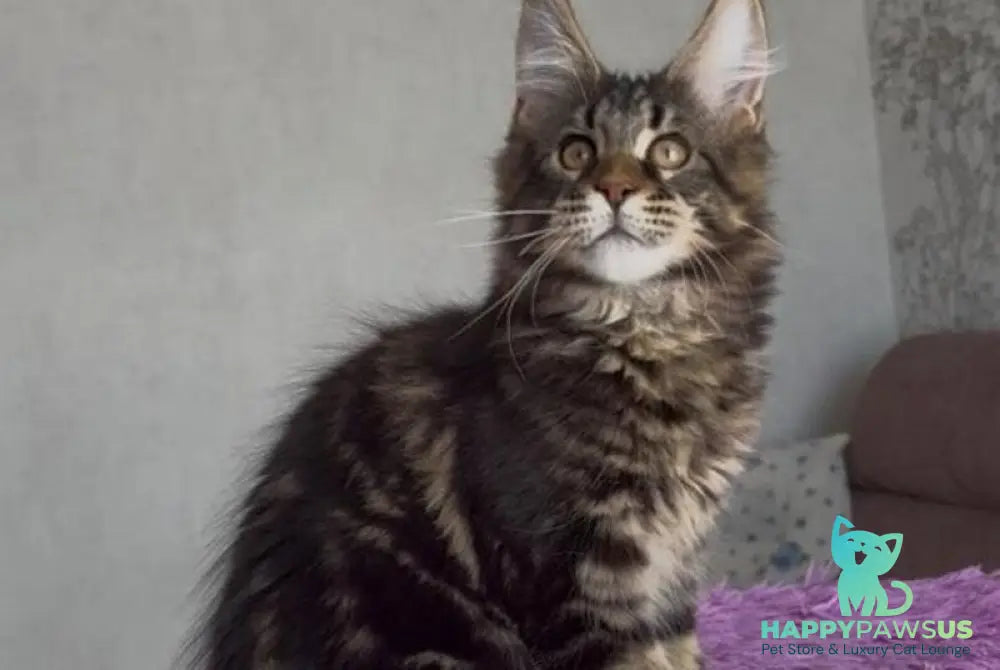 Victor Maine Coon male black tabby - live animals