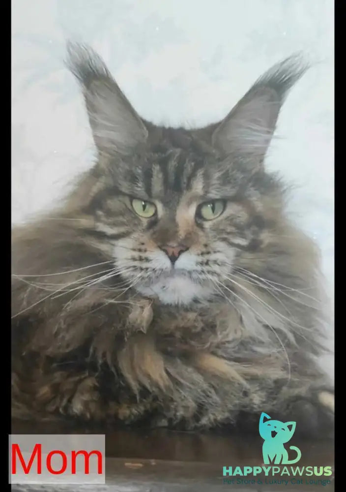 Victor Maine Coon male black tabby - live animals