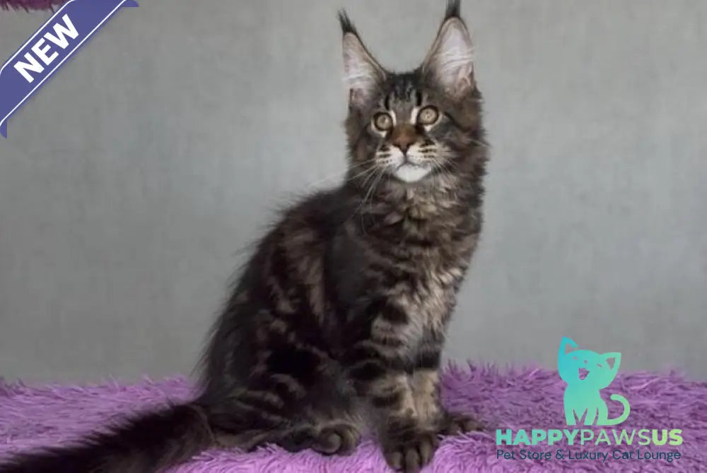 Victor Maine Coon male black tabby - live animals