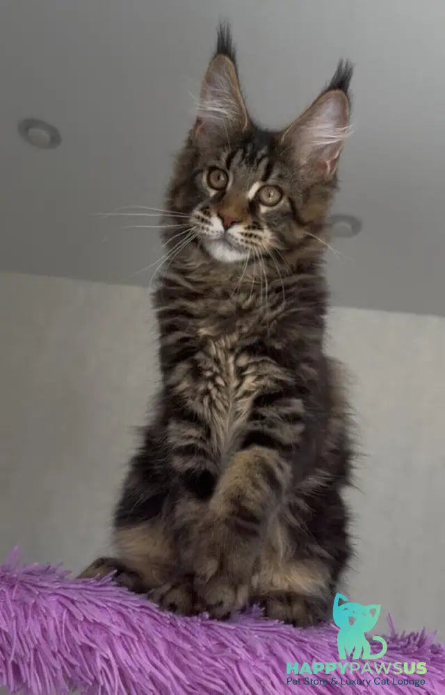 Victor Maine Coon male black tabby - live animals