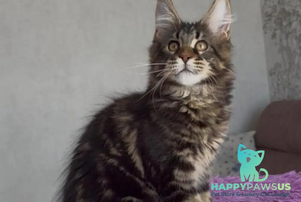 Victor Maine Coon male black tabby - live animals