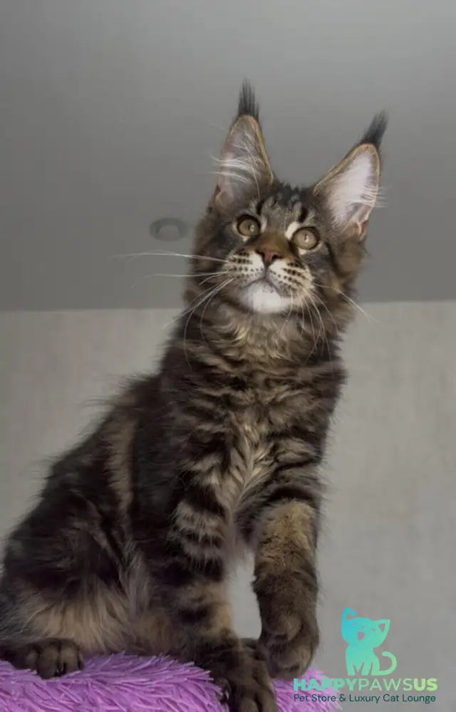Victor Maine Coon male black tabby - live animals