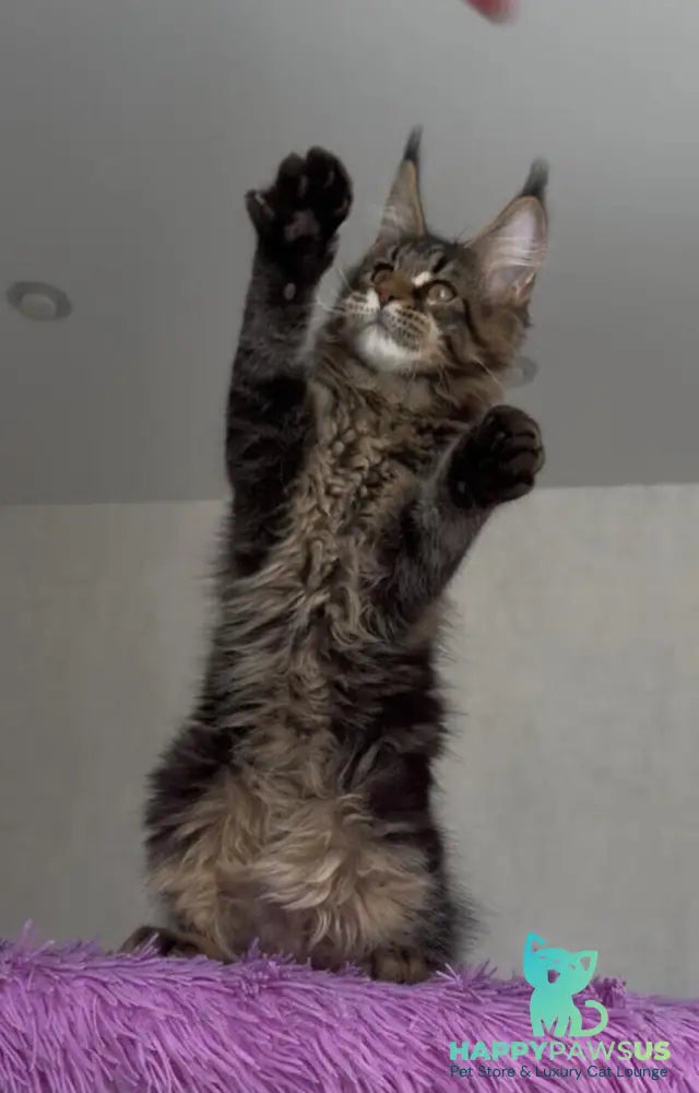 Victor Maine Coon male black tabby - live animals