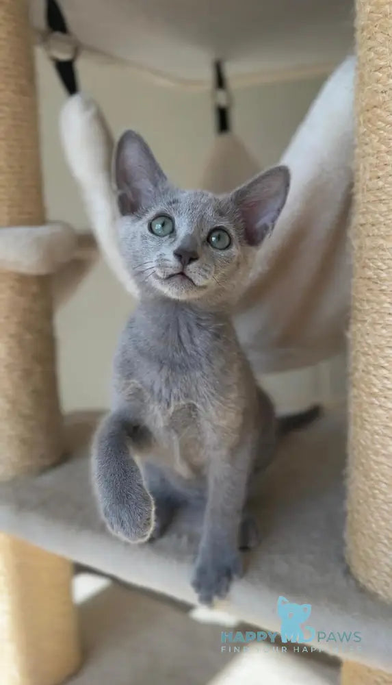 Victoria Russian Blue female blue live animals