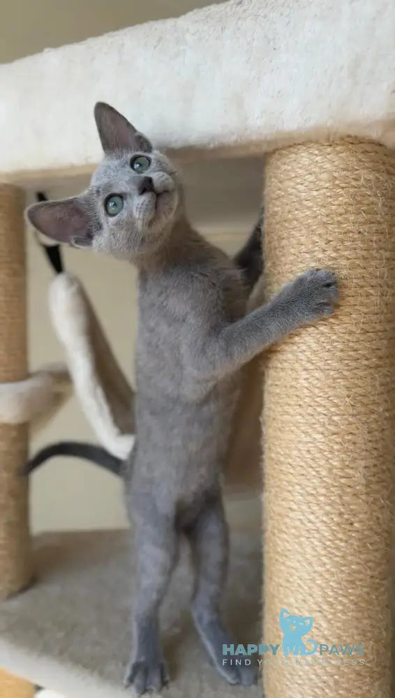 Victoria Russian Blue female blue live animals