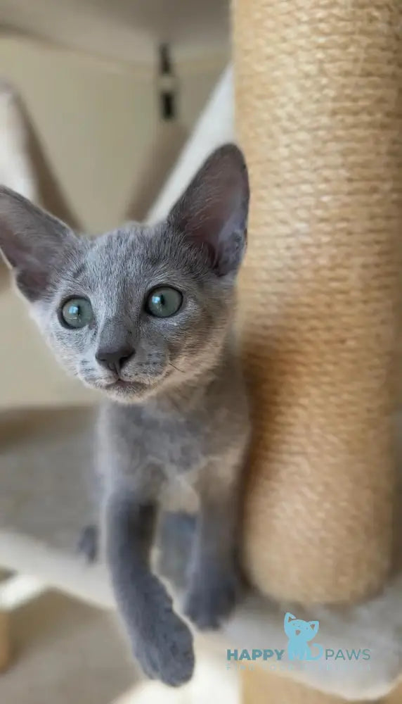 Victoria Russian Blue female blue live animals