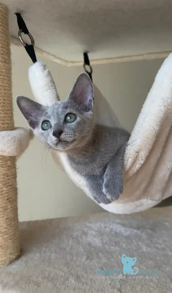 Victoria Russian Blue female blue live animals